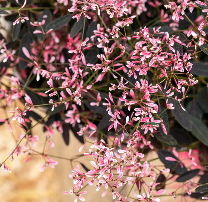 Euphorbie 'Pink'