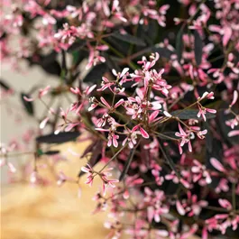 Euphorbia hypericifolia pink