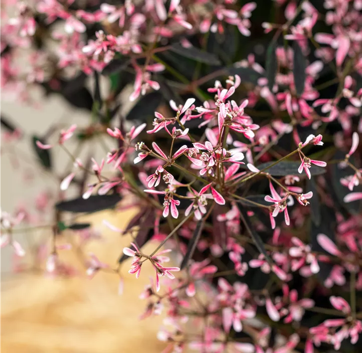 Euphorbie 'Pink'