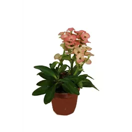 Euphorbia milii mini