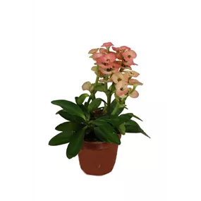 Euphorbia milii mini