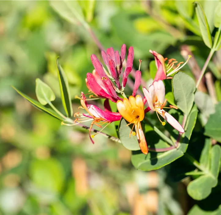 Rote Geißschlinge 'Dropmore Scarlet'