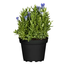 Gentiana diana