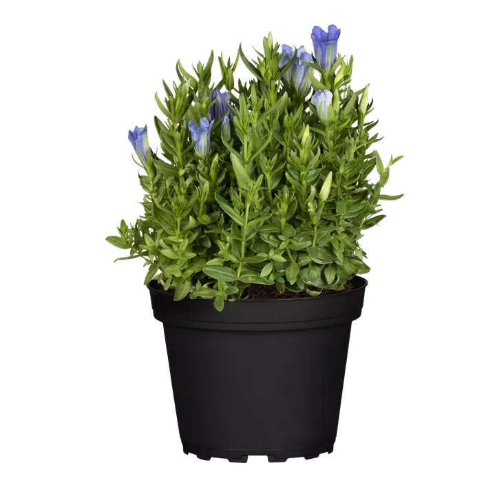 Pyramidaler Garten-Enzian 'Diana'