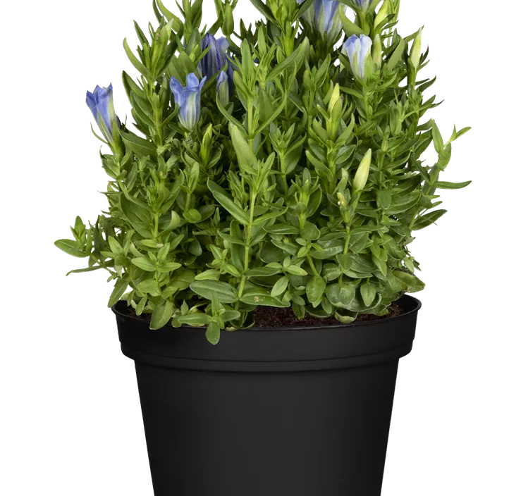 Pyramidaler Garten-Enzian 'Diana'