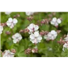 bellaflora Gartencenter GmbH