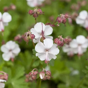 Geranium cantabrigiense St. Ola