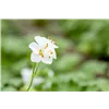 bellaflora Gartencenter GmbH