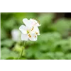 bellaflora Gartencenter GmbH