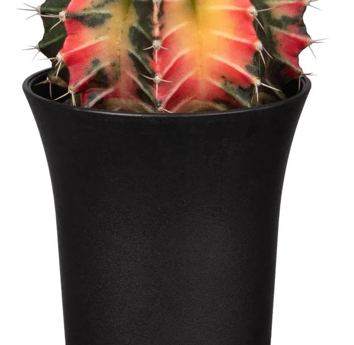 Erdbeerkaktus 'Variegata'