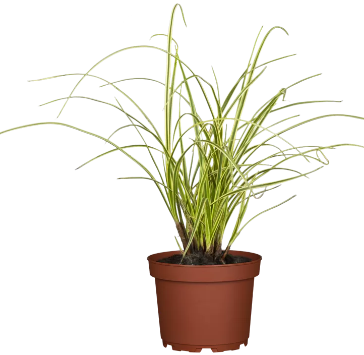 Grasartiger Kalmus Grasartiger Kalmus