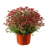 bellaflora Gartencenter GmbH