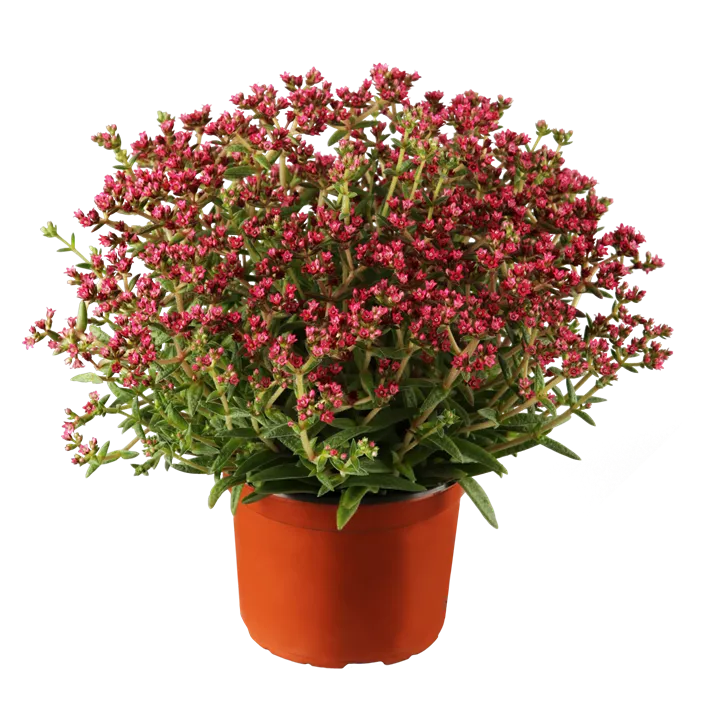 Dickblatt 'Heisser Heinz'