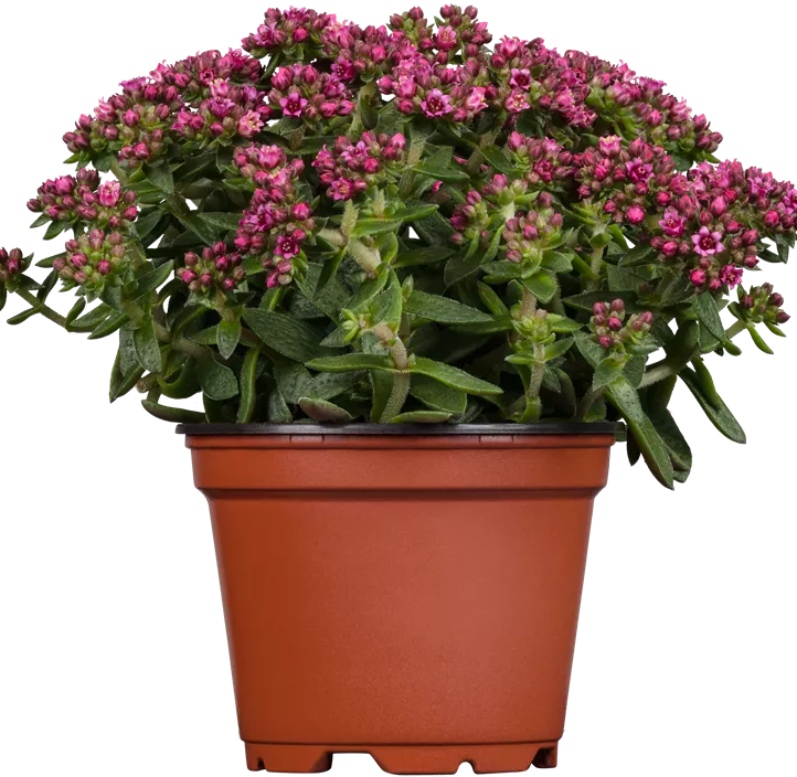 Dickblatt 'Heisser Heinz'