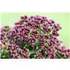 bellaflora Gartencenter GmbH