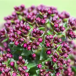 Crassula schmidtii 'Heisser Heinz'