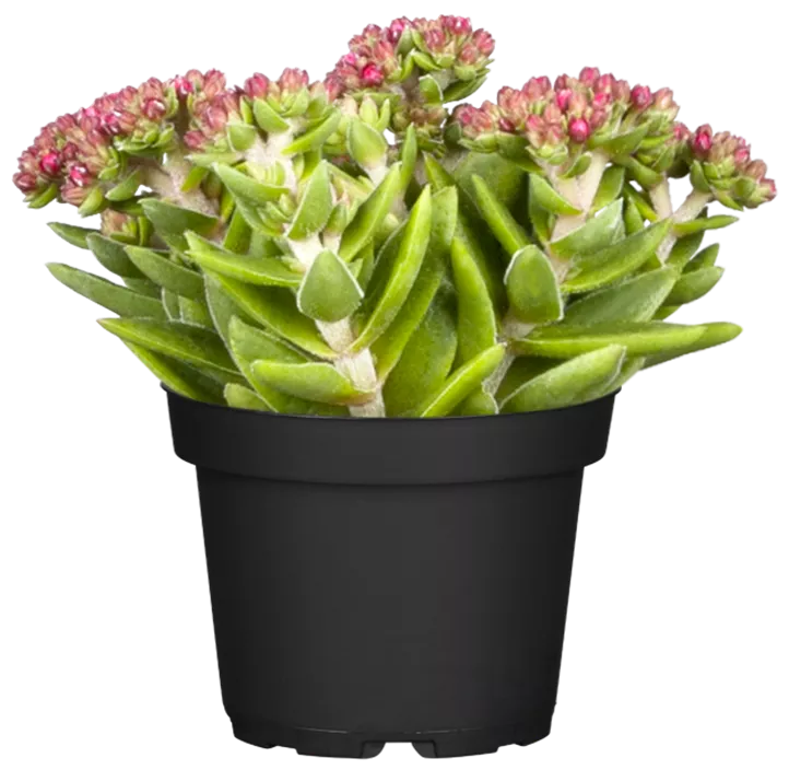 Dickblatt 'Heisser Heinz'