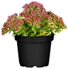 bellaflora Gartencenter GmbH