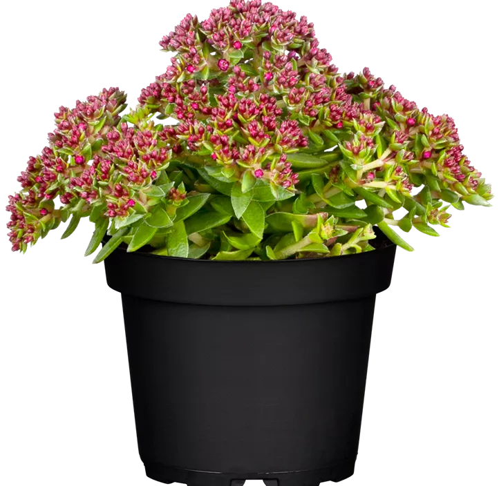 Dickblatt 'Heisser Heinz'