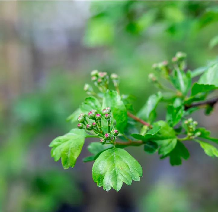 Echter Rotdorn 'Paul´s Scarlet'