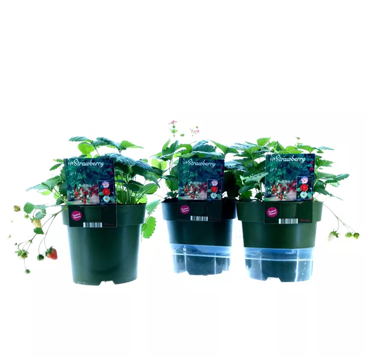Trio Erdbeere weiß-rot-rosa