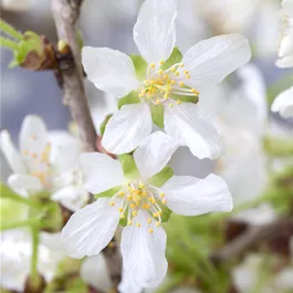 Prunus Kojou-no-mai, 2 Liter Topf