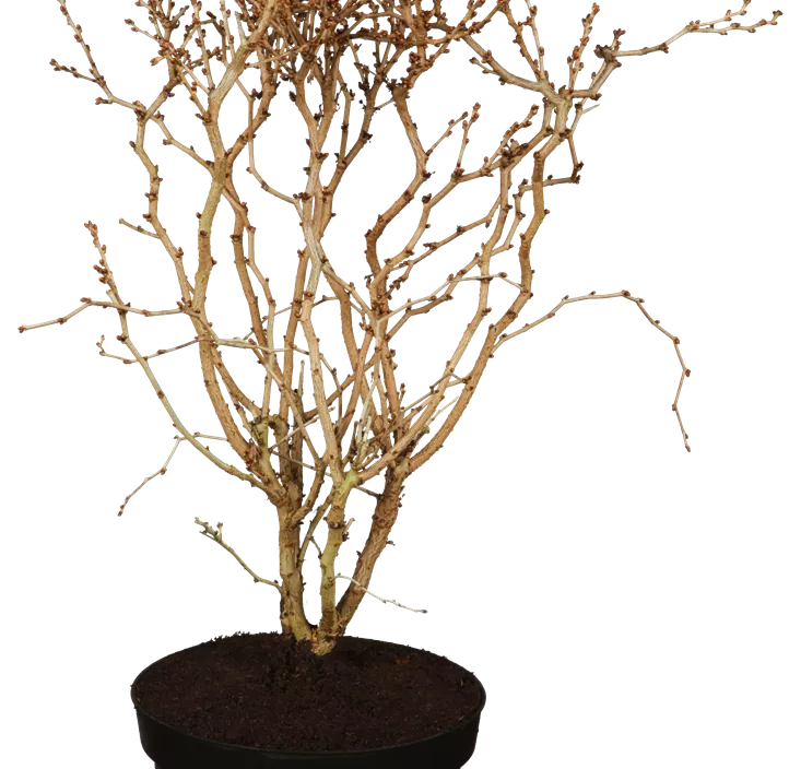 Geschlitzte Kirsche 'Kojou-no-mai'