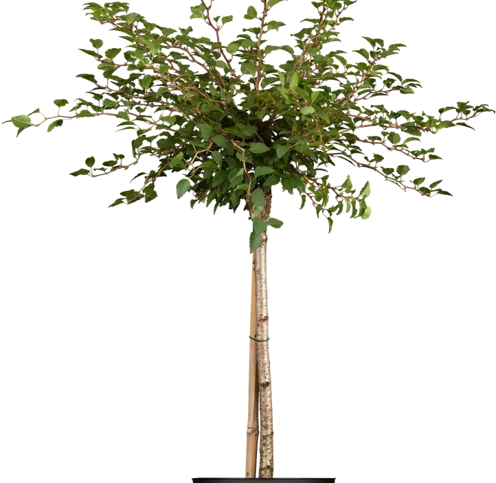 Geschlitzte Kirsche 'Kojou-no-mai'