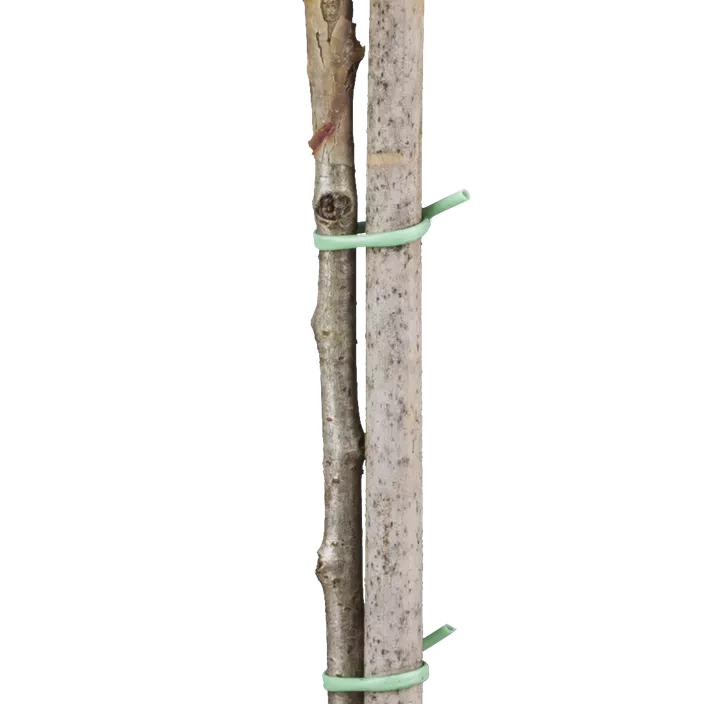 Geschlitzte Kirsche 'Kojou-no-mai'