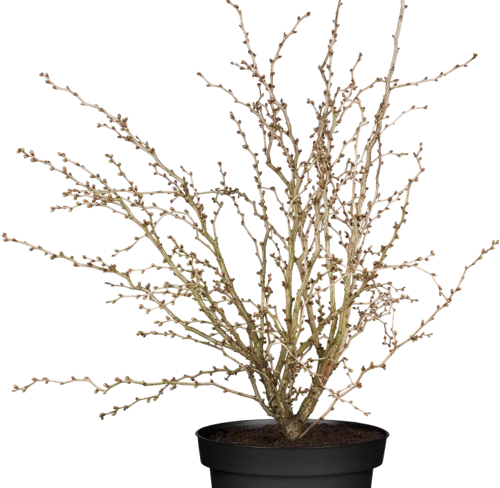 Geschlitzte Kirsche 'Kojou-no-mai'