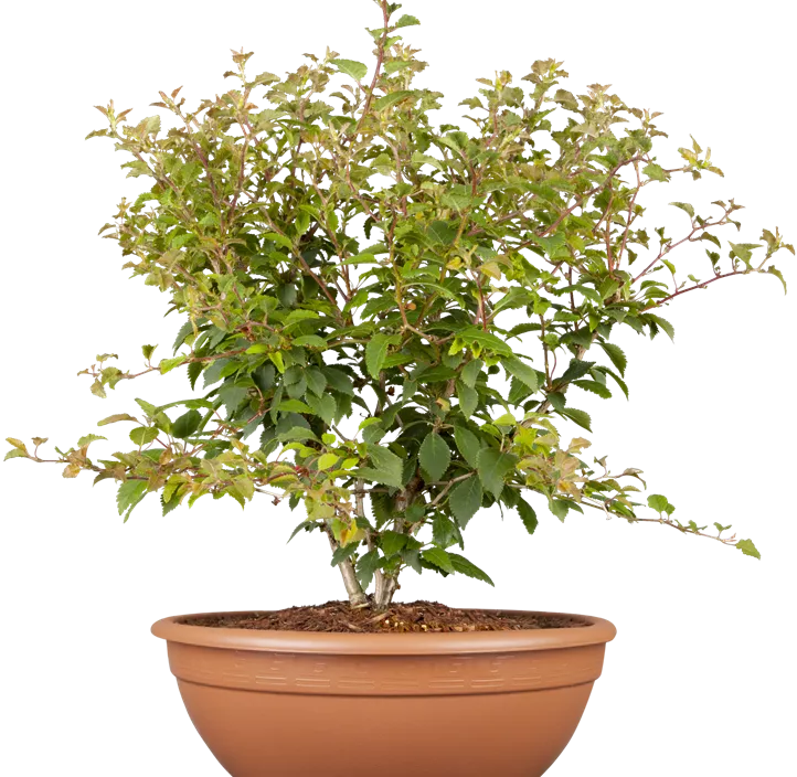 Geschlitzte Kirsche 'Kojou-no-mai'