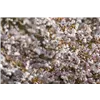 bellaflora Gartencenter GmbH
