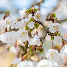 Prunus incisa Kojou no mai, 5 Liter Topf