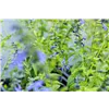 bellaflora Gartencenter GmbH