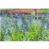 bellaflora Gartencenter GmbH