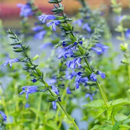 Salvia salgoon