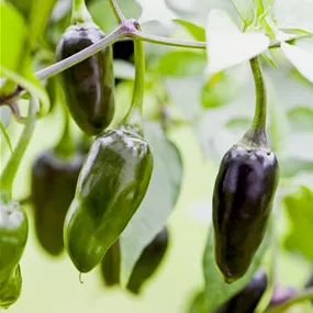 Capsicum annuum Mini Paprika schoko