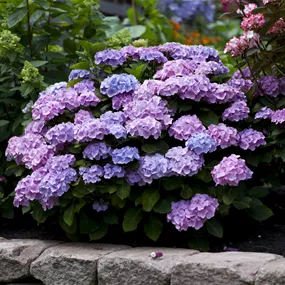 Hydrangea macrophylla Royalty Collection