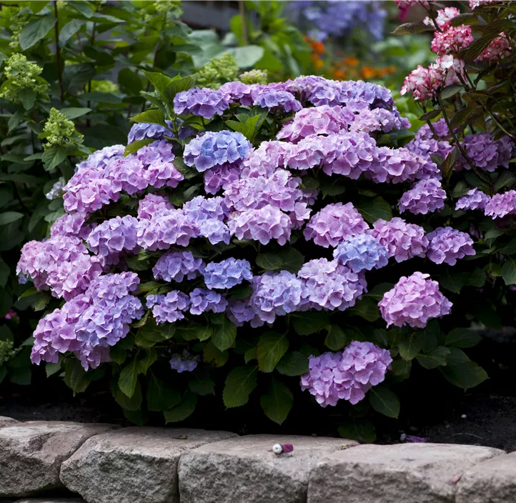Hortensie 'Royalty Collection'®