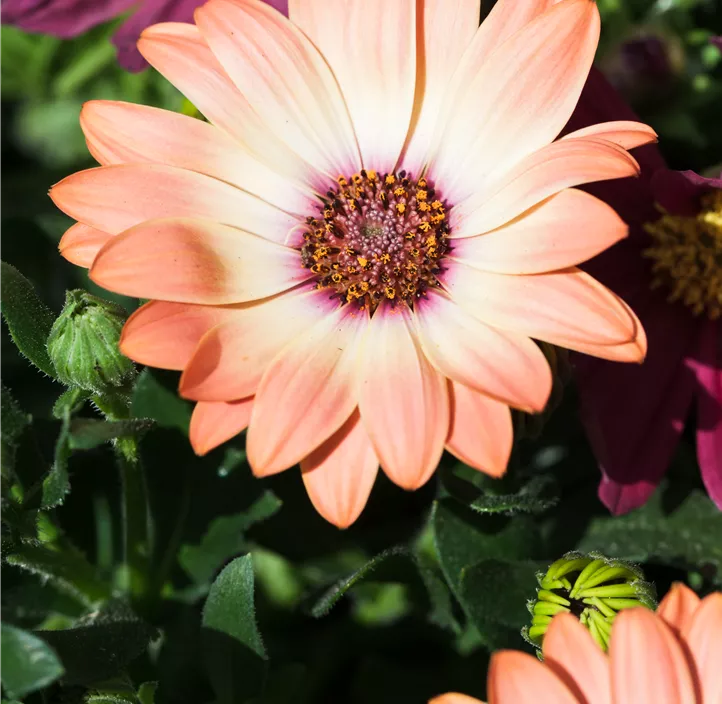 Kapkörbchen 'Cape Daisy® Fire Burst'