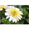 bellaflora Gartencenter GmbH