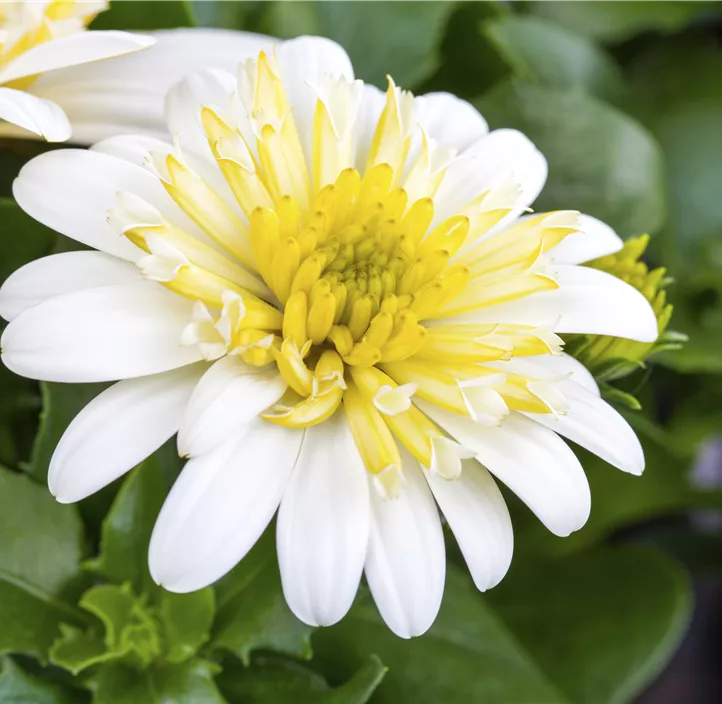 Kapkörbchen FlowerPower® 'Lemon Ice'