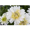 bellaflora Gartencenter GmbH