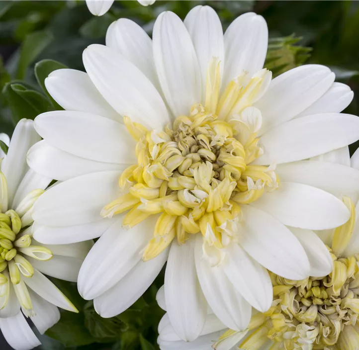 Kapkörbchen FlowerPower® 'Lemon Ice'