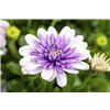 bellaflora Gartencenter GmbH