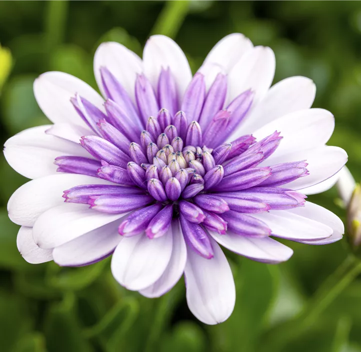 Kapkörbchen FlowerPower® 'Lemon Ice'