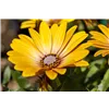 bellaflora Gartencenter GmbH