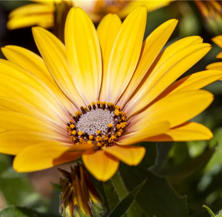 Kapkörbchen FlowerPower® 'Lemon Ice'