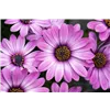 bellaflora Gartencenter GmbH