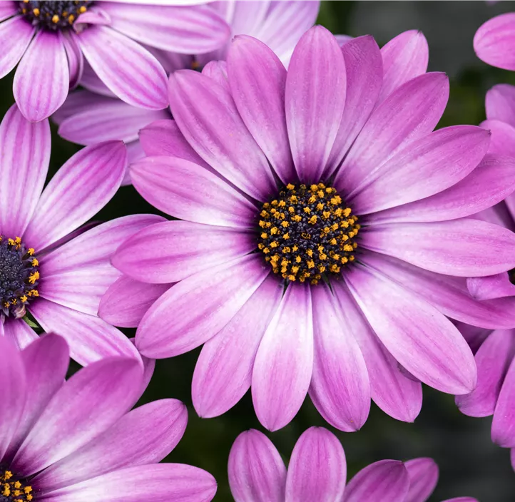 Kapkörbchen FlowerPower® 'Lemon Ice'